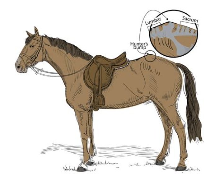 Why does my horse open his mouth when riding?