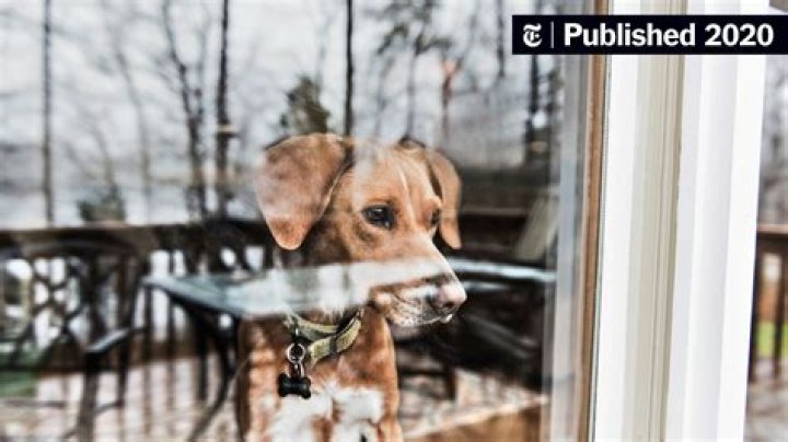 Why does my puppy pee inside right after going outside?