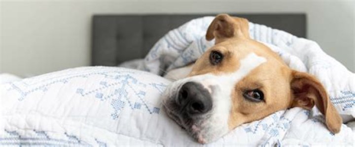 Why dogs should not sleep in your bed?