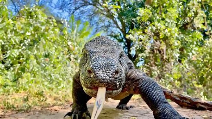 Why is a Komodo dragon so special?
