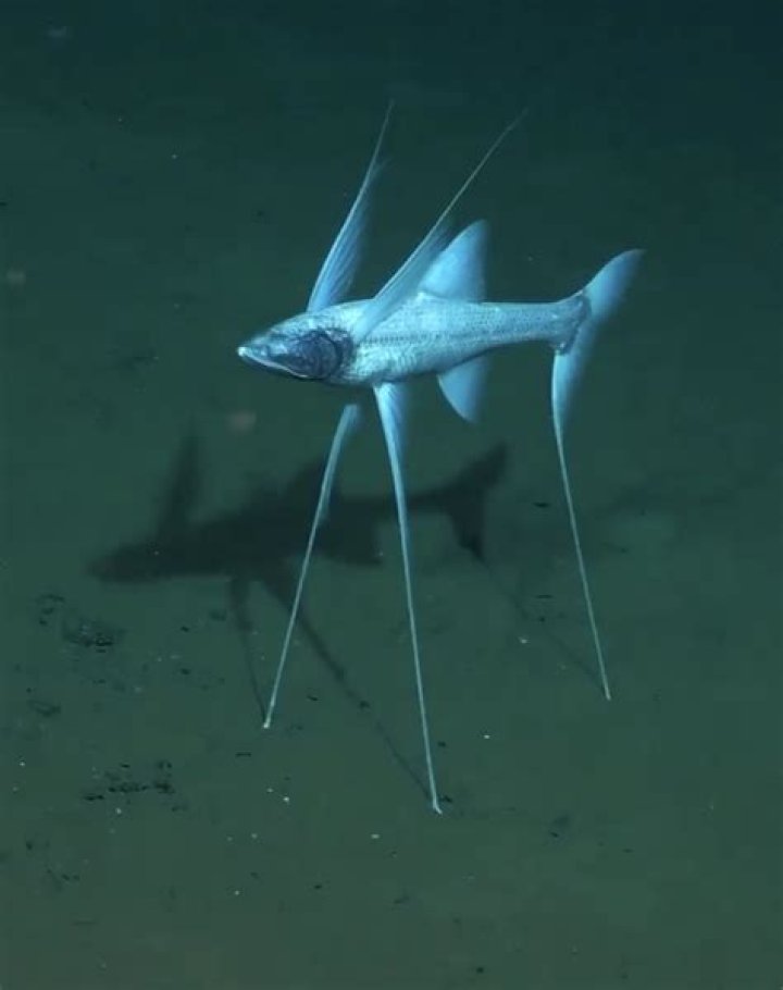 Why is a tripod so stable?