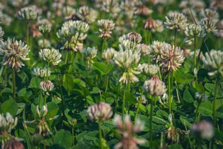 Why is clover poisonous to cattle?