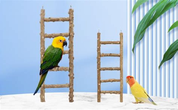 Why is my bird climbing its cage?