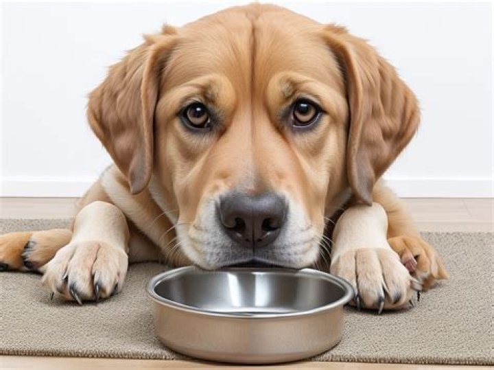 Why is my dogs stomach making noises and not eating?