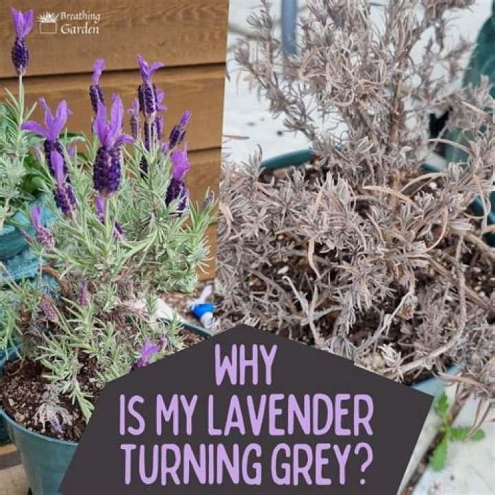Why is my lavender going brown?
