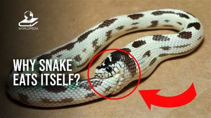 Why is snake eating itself?