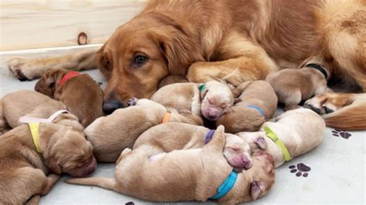 Why won't my dog stay with her puppies?