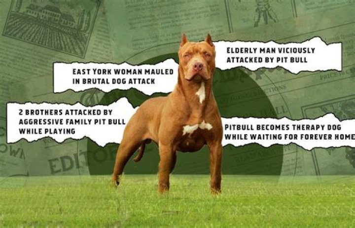 Will Mace stop a pitbull?
