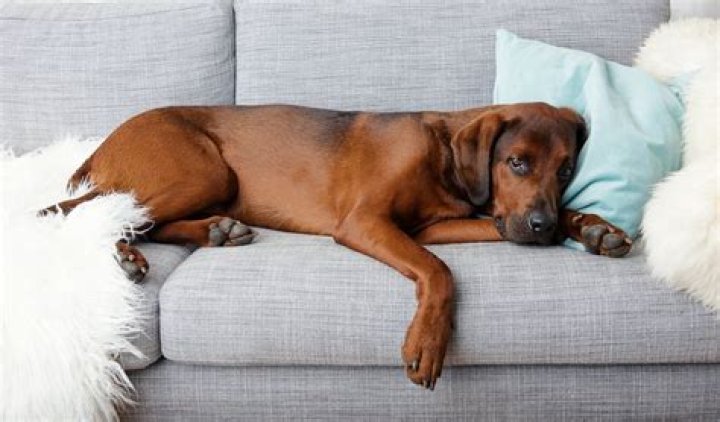 Will pumpkin settle a dog's stomach?