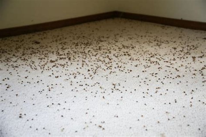 Will removing carpet help with bed bugs?