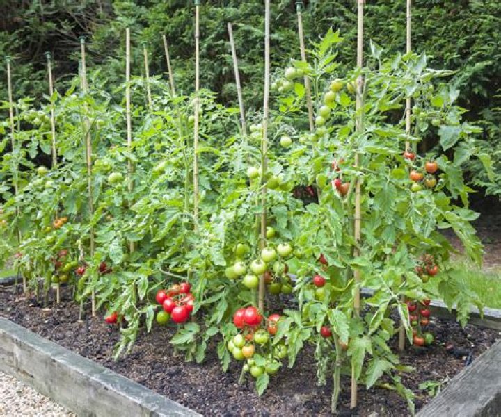 Will tomato plants keep producing?