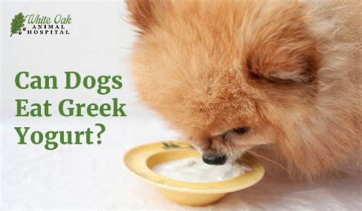 Will yogurt hurt dogs?